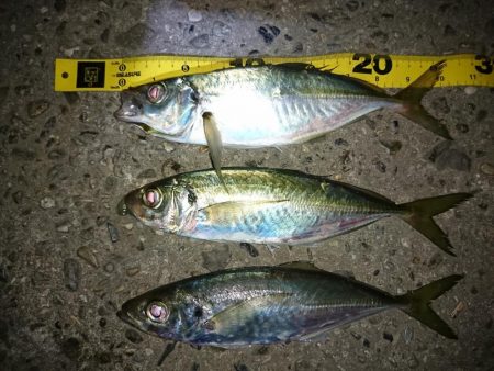 メバル狙いのつもりがアジ